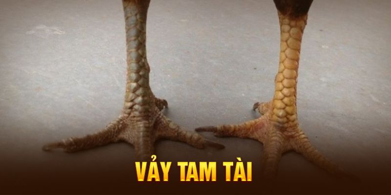 Vảy Gà Tam Tài – TÌm Hiểu Đặc Điểm Của Chiến Kê Giỏi